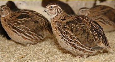 Jaké plemeno křepelek je nejlepší pro začátečníky?